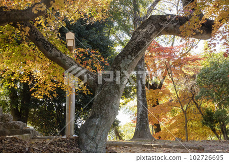 奈良縣深秋 Jogan Inari 神社的秋葉 -2 奈良縣深秋 Jogan Inari 神社的秋葉 -2 102726695