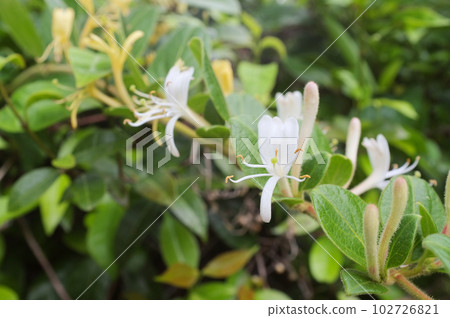 Honeysuckle Honeysuckle 102726821