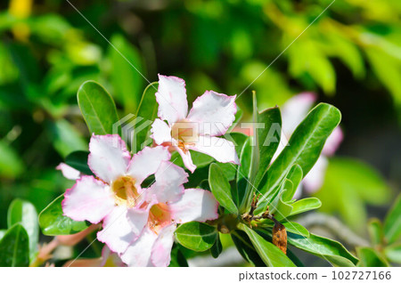 Desert rose, APOCYACEAE or Adenium obesum or Mock Azalea or Pinkbignonia or Impala lily Desert rose, APOCYACEAE or Adenium obesum or Mock Azalea or Pinkbignonia or Impala lily 102727166