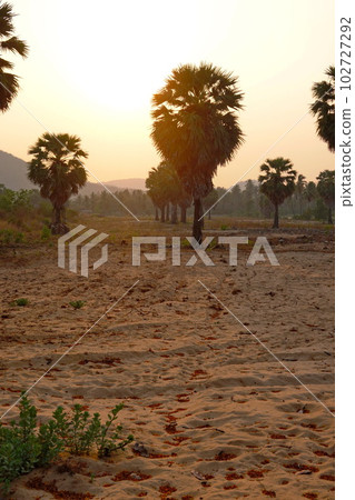 Palms tree sunset background chill asia view Palms tree sunset background chill asia view 102727292