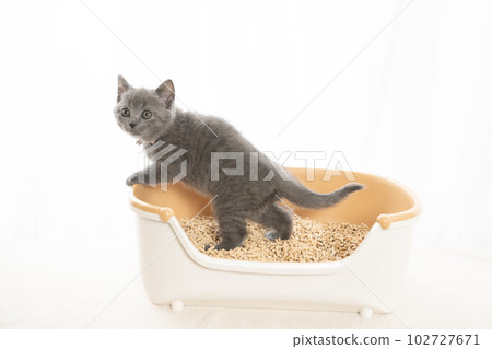 Chartreux 小貓在小廁所裡 102727671