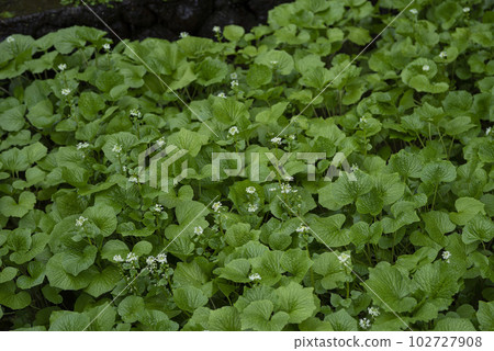 Wasabi flower 102727908