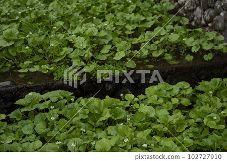 Wasabi flower 102727910