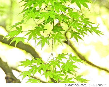 Momiji of Aoba Momiji of Aoba 102728596