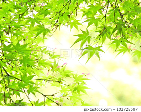 Green leaf maple with pterygoids Green leaf maple with pterygoids 102728597