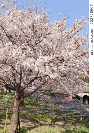 Cherry tree in full bloom  102728607