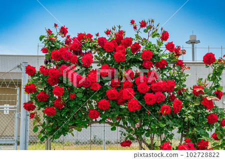 Uncle Walter, the bright red rose at Yamaguchi Ube Airport Uncle Walter, the bright red rose at Yamaguchi Ube Airport 102728822