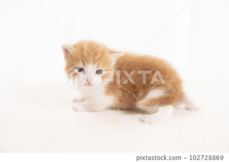 Sitting Scottish Fold kitten Sitting Scottish Fold kitten 102728869