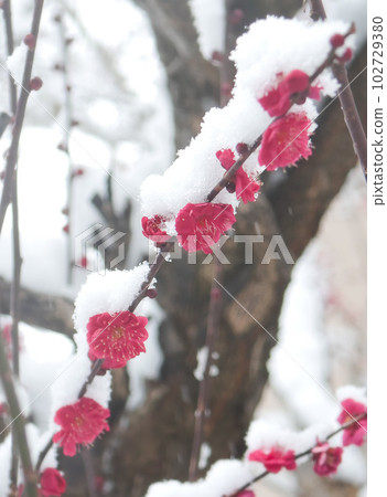 Red plum covered with snow 102729380