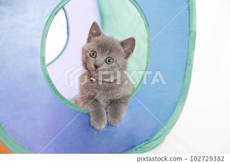 Chartreux kitten sticking its head out of its hole 102729382