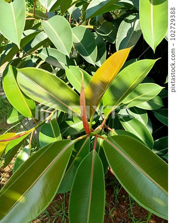 Close up of rubber fig plant Close up of rubber fig plant 102729388
