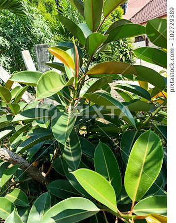 Close up of rubber fig plant Close up of rubber fig plant 102729389