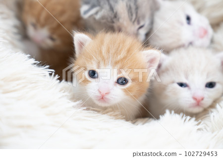 Scottish fold kittens in bed Scottish fold kittens in bed 102729453