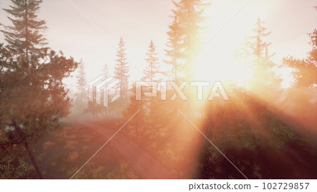 Rays of sunlight shine through the fog silhouettes of pine trees 102729857