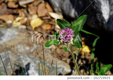 Red shamrock, native to Europe 102729935