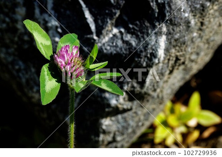 Red shamrock, native to Europe 102729936