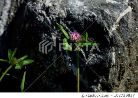Red shamrock, native to Europe 102729937