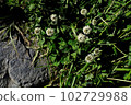 Perennial White Shamrock, clover 102729988