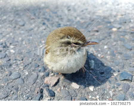 曬太陽的小夜鶯 102730275