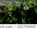 Perennial white shamrock in spring 102730405