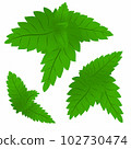 Set of green mint leaves.Vector graphics. 102730474