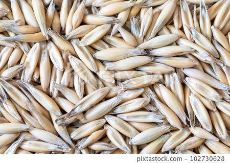 Unpeeled oats grains texture background, top view, Avena, macro 102730628