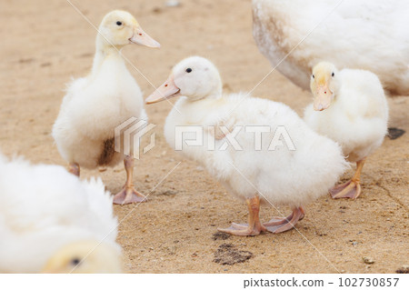 white ducks on farm graze in herd, cute pets birds. taking care of cattle in backyard. white ducks on farm graze in herd, cute pets birds. taking care of cattle in backyard. 102730857