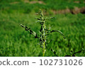 Korean lettuce, a crumpled perennial with a gnarled appearance. 102731026