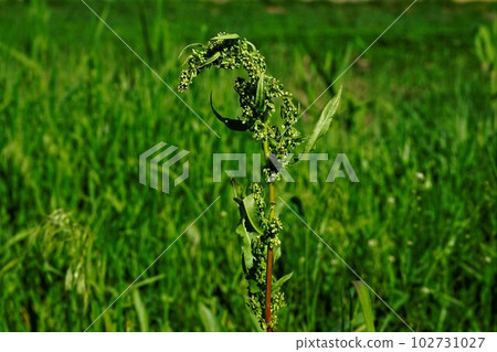 Korean lettuce, a crumpled perennial with a gnarled appearance. 102731027