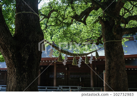Meiji Jingu Shrine Meoto Kusunoki, said to bring good relationships, Shibuya-ku, Tokyo Meiji Jingu Shrine Meoto Kusunoki, said to bring good relationships, Shibuya-ku, Tokyo 102732983