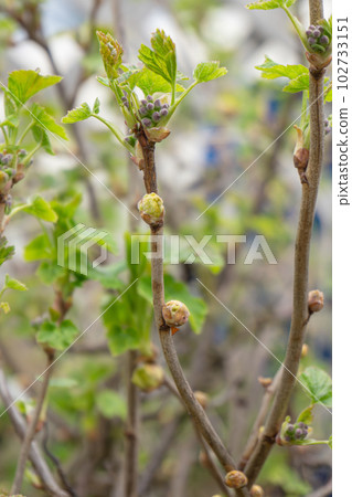 Blackcurrant Gall or Big Bud Mite pest, Cecidophyopsis Ribis. Infected enlarged round buds on young currant bush in early Spring. Blackcurrant disease. Blackcurrant Gall or Big Bud Mite pest, Cecidophyopsis Ribis. Infected enlarged round buds on young currant bush in early Spring. Blackcurrant disease. 102733151