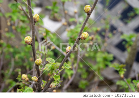 Blackcurrant Gall or Big Bud Mite pest, Cecidophyopsis Ribis. Infected enlarged round buds on young currant bush in early Spring. Blackcurrant disease. Blackcurrant Gall or Big Bud Mite pest, Cecidophyopsis Ribis. Infected enlarged round buds on young currant bush in early Spring. Blackcurrant disease. 102733152