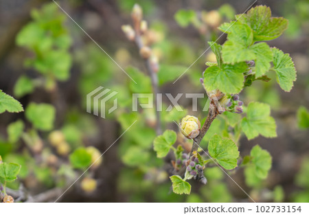 Blackcurrant Gall or Big Bud Mite pest, Cecidophyopsis Ribis. Infected enlarged round buds on young currant bush in early Spring. Blackcurrant disease. Blackcurrant Gall or Big Bud Mite pest, Cecidophyopsis Ribis. Infected enlarged round buds on young currant bush in early Spring. Blackcurrant disease. 102733154