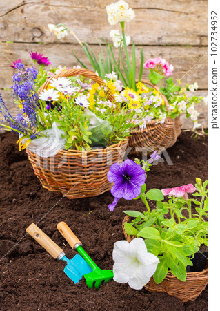 Spring garden decoration with flowers Spring garden decoration with flowers 102734952