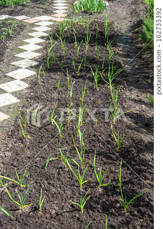 Green sprouts of garlic on a bed in the garden. Green sprouts of garlic on a bed in the garden. 102735392
