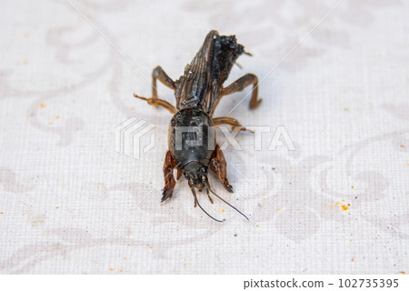 Insect Medvedka garden pest of root crops. Insect Medvedka garden pest of root crops. 102735395