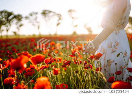 Woman hand touching poppy flowers in the field at sunset. Woman hand touching poppy flowers in the field at sunset. 102735494