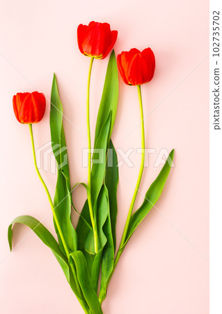 Fresh red tulips on pink background Fresh red tulips on pink background 102735702