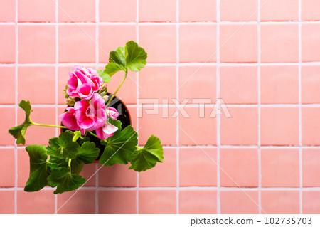 Pink geranium flower Pink geranium flower 102735703