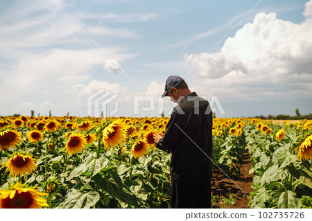 Farmer in the sunflower field. Harvesting, organic farming concept. 102735726