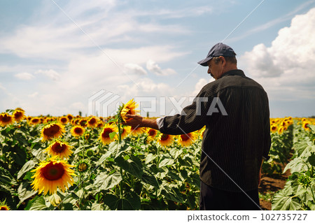 Farmer in the sunflower field. Harvesting, organic farming concept. Farmer in the sunflower field. Harvesting, organic farming concept. 102735727