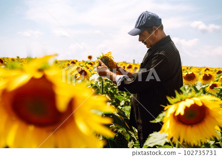 Farmer in the sunflower field. Harvesting, organic farming concept. Farmer in the sunflower field. Harvesting, organic farming concept. 102735731