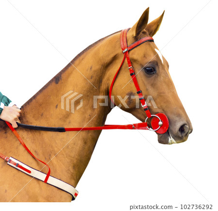 Portrait of a beautiful Akhalteke horse. Portrait of a beautiful Akhalteke horse. 102736292