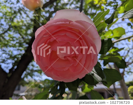 玫瑰	 102736720