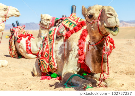 Harnessed riding camels resting in the desert, Al Ula, Saudi Arabia 102737227