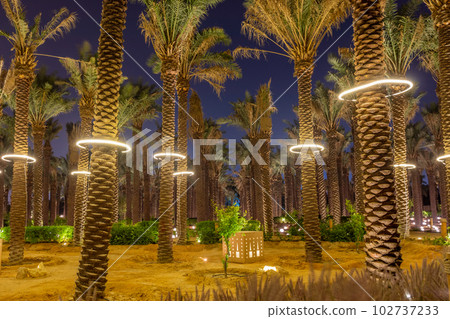 Lots of palms illuminated at night, Diriyah, Riyadh, Saudi Arabia Lots of palms illuminated at night, Diriyah, Riyadh, Saudi Arabia 102737233