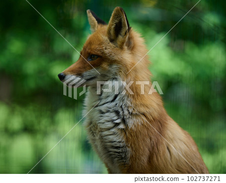 Portrait of a wild red fox in green foliage 102737271