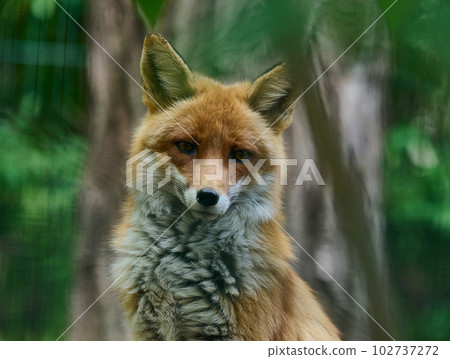 Portrait of a wild red fox in green foliage 102737272