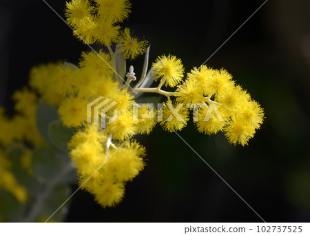 珍珠金合歡 102737525