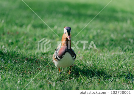 The mandarin duck walks through the meadow in the morning The mandarin duck walks through the meadow in the morning 102738001